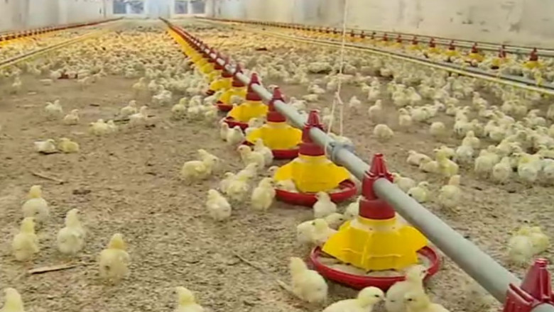 Controale in fermele de pui Imagine