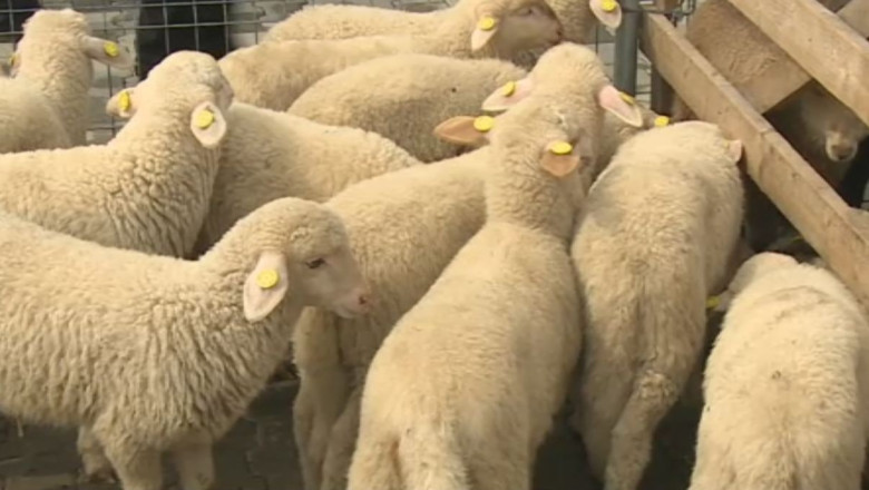 Controale in pietele si targurile din Cluj-Napoca, la vanzatorii de miei Imagine