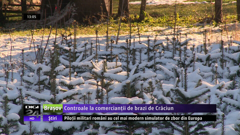 Controale la comerciantii de brazi de Craciun Imagine