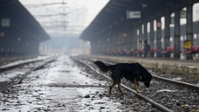 CONTROVERSA. Trenuri trase pe linie moarta. De joi, CFR anuleaza circulatia pe 13 rute considerate neprofitabile Imagine