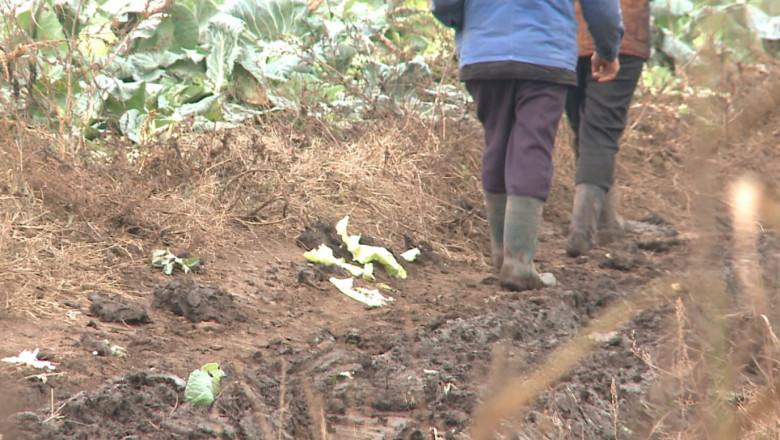 Cooperativele agricole, reinfiintate. Fermierii considera ca ar avea profit mai mare daca se inscriu in asociatii Imagine