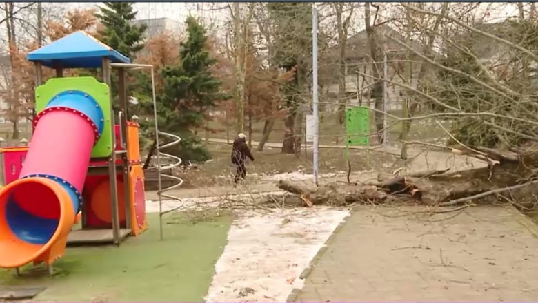 Copac prabusit pe un teren de joaca din Bucuresti. Nicusor Dan: „Se mai intampla” Imagine