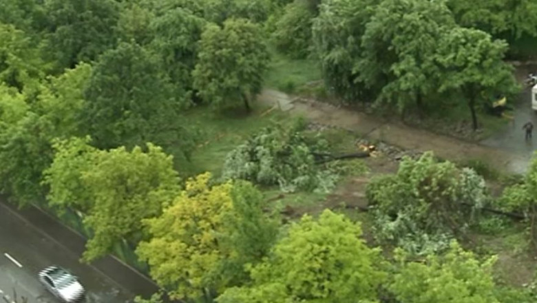 Copaci din Parcul Tineretului, pusi la pamant de un dezvoltator imobiliar Imagine