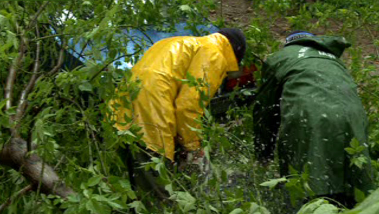Copaci doborati de furtuna, la Iasi Imagine