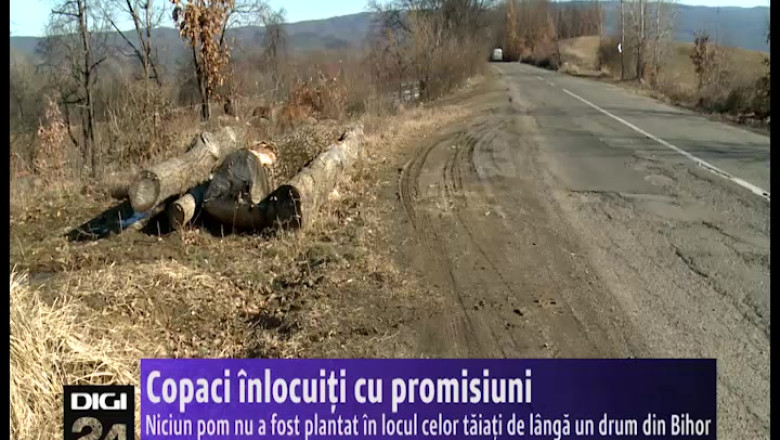 Copaci inlocuiti cu promisiuni Imagine