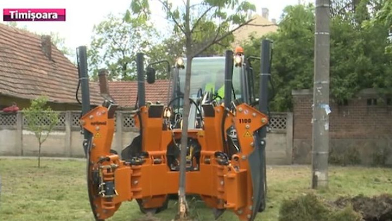 Copaci mutati, nu taiati. Un utilaj de 70.000 de euro, solutia gasita de autoritati la Timisoara Imagine
