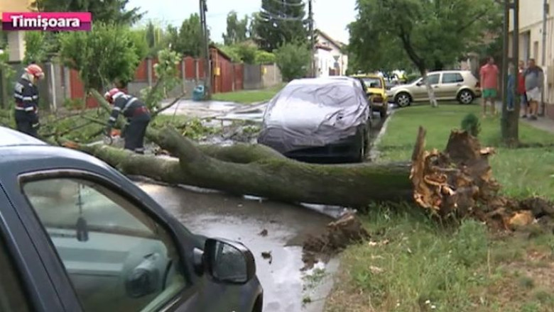 Copaci taiati dupa reguli noi Imagine