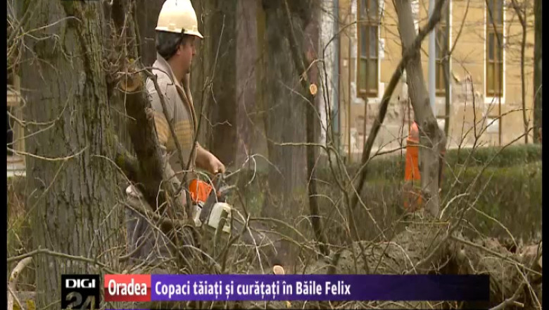 Copaci taiati si curatati in Baile Felix Imagine