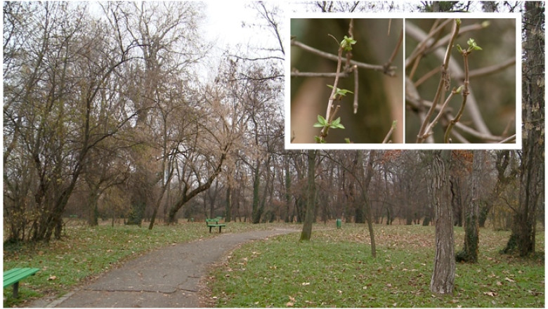 Copaci treziti la viata, din cauza temperaturilor ridicate, in miezul iernii. Care e prognoza meteo pentru perioada urmatoare Imagine