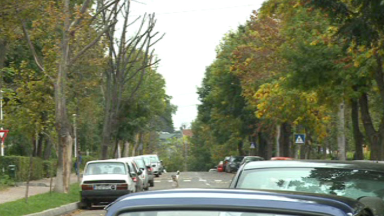 Copacii din Iasi nu vor mai fi taiati la intamplare Imagine