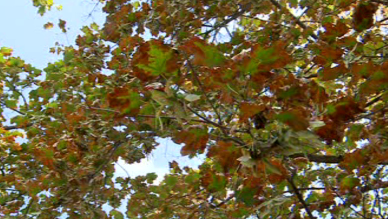 Copacii din Iasi se usuca - in doar cativa ani, orasul ar putea ramane fara arbori pe bulevardele mari Imagine