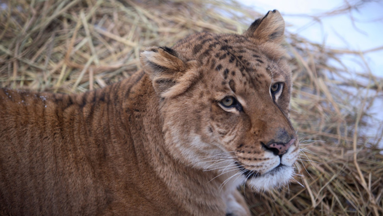 Copil de 5 ani muscat de un ligru la zoo in Suceava. Incidentul vine dupa ce o fetita a fost atacata de o maimuta Imagine