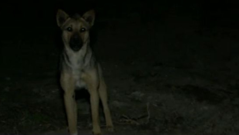 Copil de 9 ani din judetul Vaslui muscat de caini. Baiatul a fost transferat de la Husi la Iasi Imagine