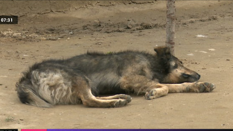 Copil de trei ani, muscat de un caine Imagine