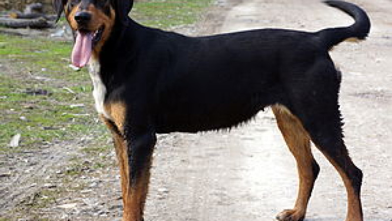 Copoiul ardelenesc, singura rasa de caini de vanatoare creata in Romania, risca sa dispara Imagine