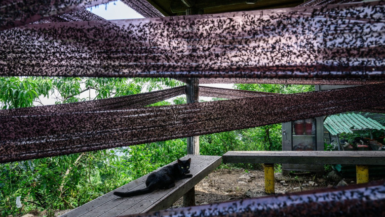 Coreea de Sud, invadata de „lovebugs”: insectele au acaparat trasee montane si au terorizat turisti. Localnicii, exasperati Imagine