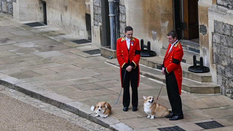 Corgii reginei Elisabeta a II-a au asteptat-o pe suverana la Castelul Windsor, pentru ultima data Imagine