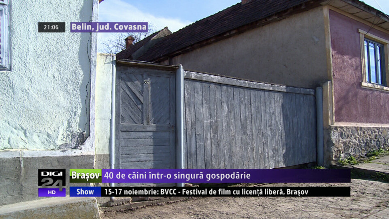 COVASNA. 40 de caini intr-o singura gospodarie  Imagine