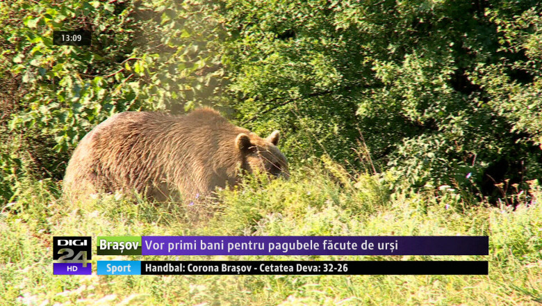 COVASNA. Despagubiri pentru pagubele facute de ursi Imagine