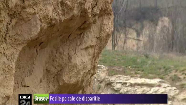 COVASNA. Fosile pe cale de disparitie. In Ariusd scheletul unui mamut atrage hotii  Imagine