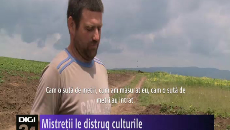 COVASNA. Mistretii le distrug culturile Imagine