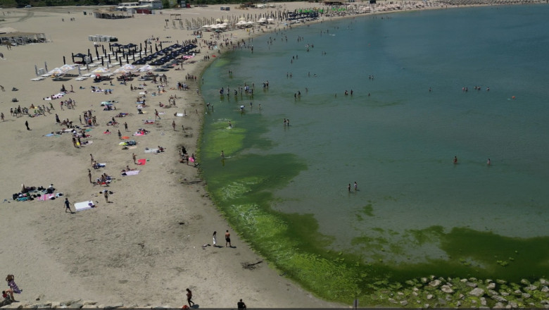 Covor de alge pe litoral, la inceput de sezon. Cum explica specialistii fenomenul intalnit, de regula, spre finalul verii Imagine