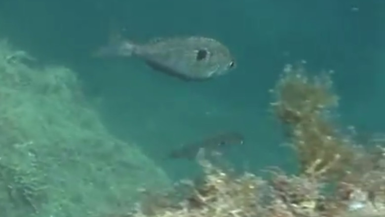 Crabul albastru inoata in Marea Neagra. Crabul chinezesc, zarganul sau palamida au fost descoperite recent de biologi Imagine