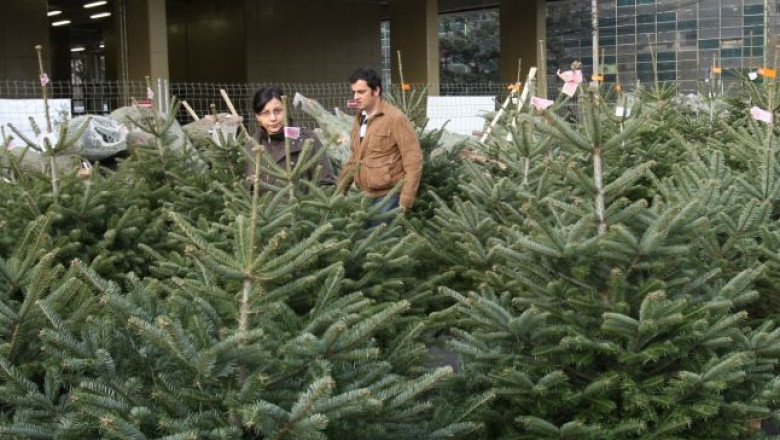 Craciun cu brazi din Germania. Brazii de import costa intre 150 si 300 de lei Imagine