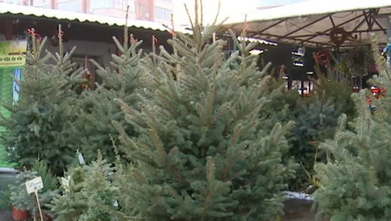 Craciun romanesc cu brad strain. Directia Silvica Timis nu prea are ce scoate la vanzare  Imagine