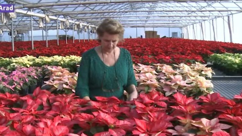 Craciunitele, florile Craciunului, gata sa ajunga in casele noastre Imagine