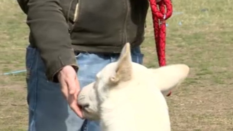 Craiovenii ar putea sa aiba nevoie de acordul vecinilor ca sa-si tina cainii in casa Imagine