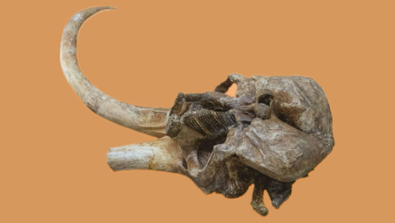 Craniul unui mamut vechi de aproximativ 350.000 de ani va fi expus la Palatul Culturii din Iasi Imagine