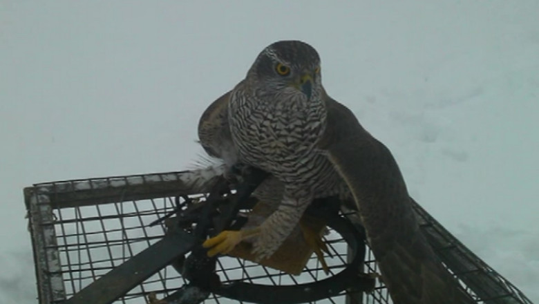 Crescator de porumbei, cercetat penal dupa ce a capturat pasari rapitoare Imagine