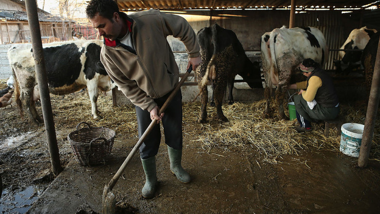 Crescatorii de bovine vor fi ajutati cu 44 de milioane de euro. Suma maxima pe care o poate primi fiecare beneficiar Imagine