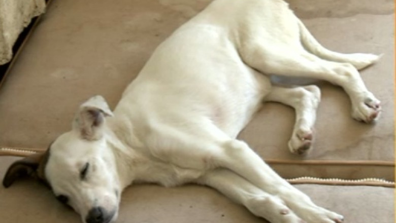 Creste numarul maidanezilor adoptati Imagine