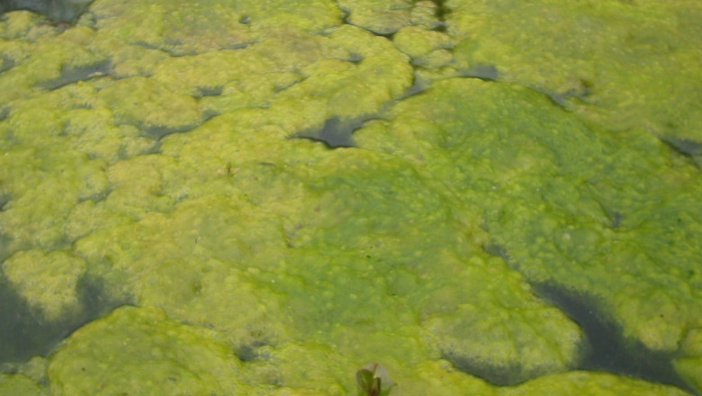 Crisul Repede, acoperit de alge Imagine