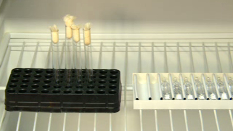 Criza de vaccin antitetanos in cabinetele medicilor de familie din Iasi si Bacau Imagine