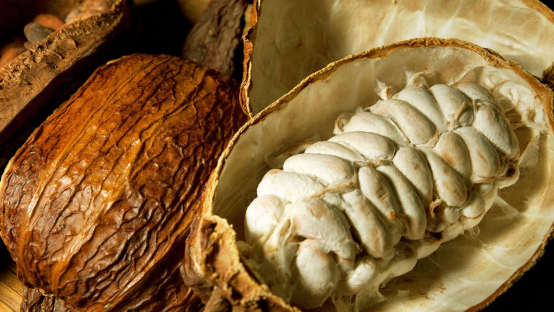 Criza industriei de ciocolata. O noua metoda de productie ar putea folosi parti mai mari din fructul de cacao fara a afecta gustul Imagine