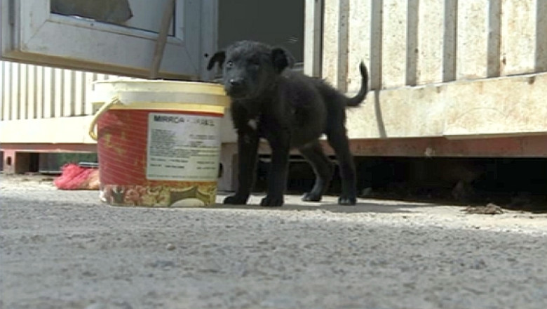 Cruzime fata de animale. Un medic veterinar si directorul adapostului de caini maidanezi din Oradea, trimisi in judecata Imagine