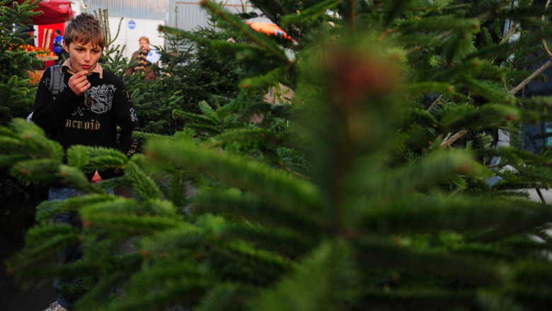 Cu 20% mai putin brazi romanesti in piete in acest an, fata de 2012 Imagine