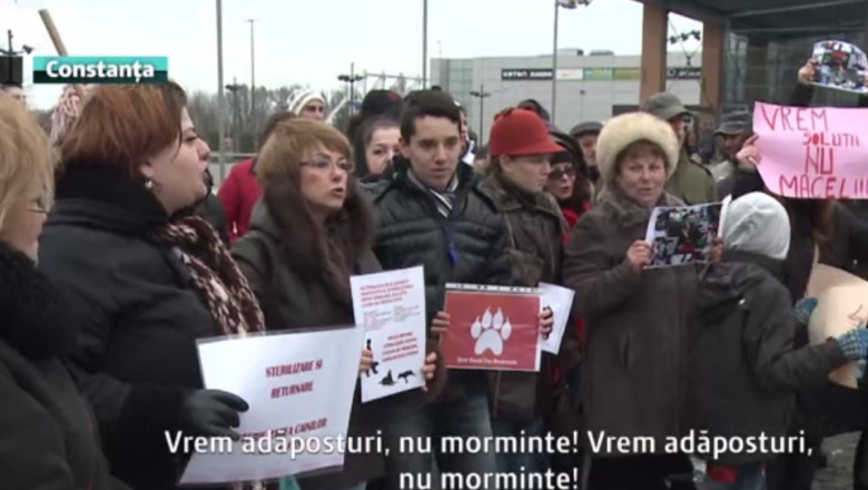 Cu cainii la protest. La Constanta, adoptia unui caine comunitar ajunge la 200 de lei Imagine
