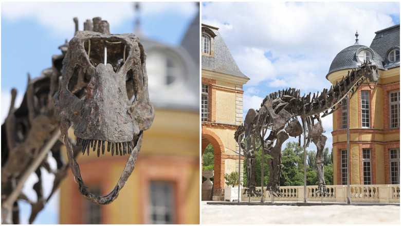 Cu cati bani s-a vandut cel mai mare schelet de dinozaur scos la licitatie in Franta. Fosila a fost descoperita in SUA Imagine