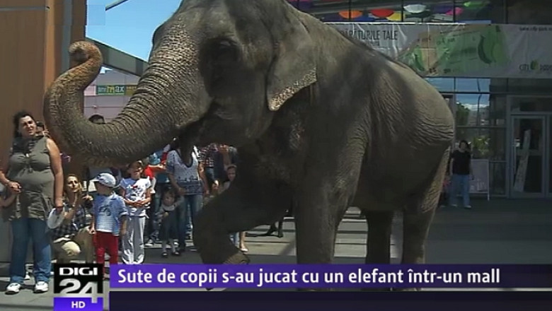 Cu elefantul la mall: Rani s-a lasat fotografiat si mangaiat de copii Imagine