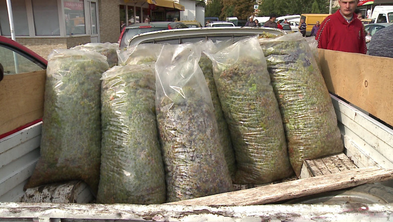 Cu strugurii pe trotuar Imagine