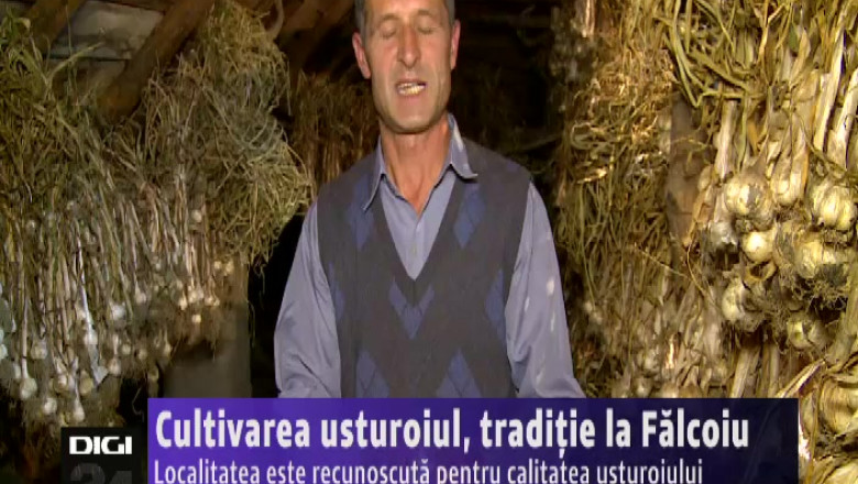 Cultivarea usturoiul, traditie la Falcoiu. Localitatea este recunoscuta pentru calitatea usturoiului Imagine