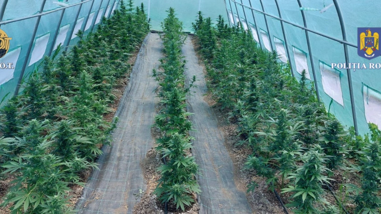 Cultura de canabis, cu plante inalte de 1,40 metri, descoperita intr-o sera din Mures. Proprietarul, arestat preventiv Imagine