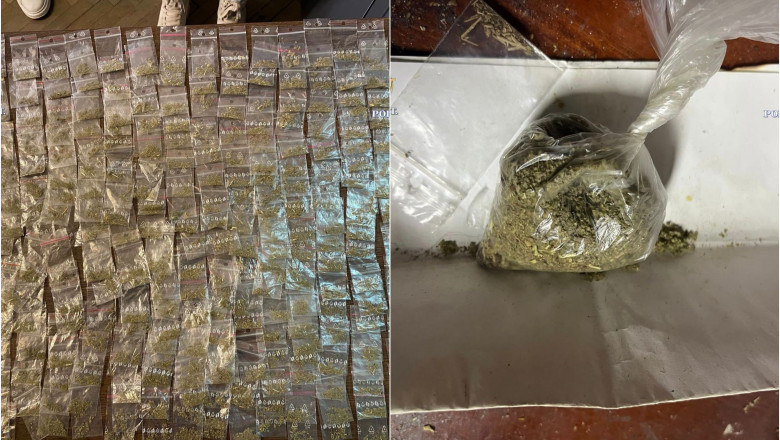 Cultura de canabis descoperita in curtea unei case din Constanta. Proprietarul, retinut pentru 24 de ore Imagine