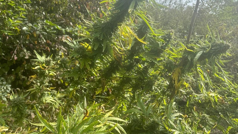 Cultura de canabis langa Termocentrala Rovinari. Plantele erau in ghivece, chiar si sub benzile de transport de carbune Imagine