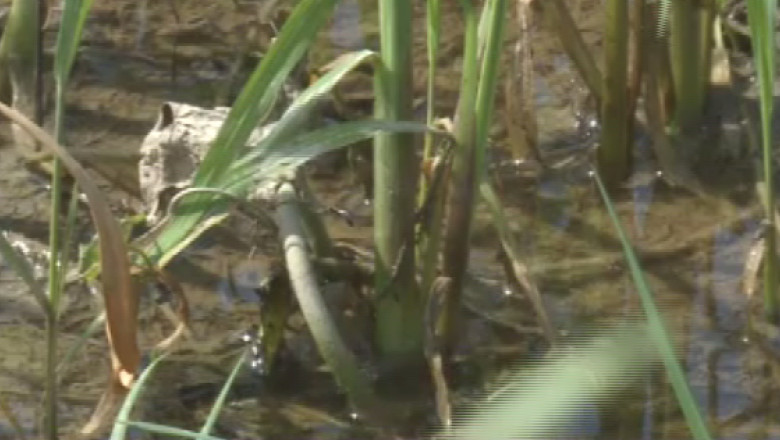 Cultura de usturoi, distrusa de intemperii Imagine