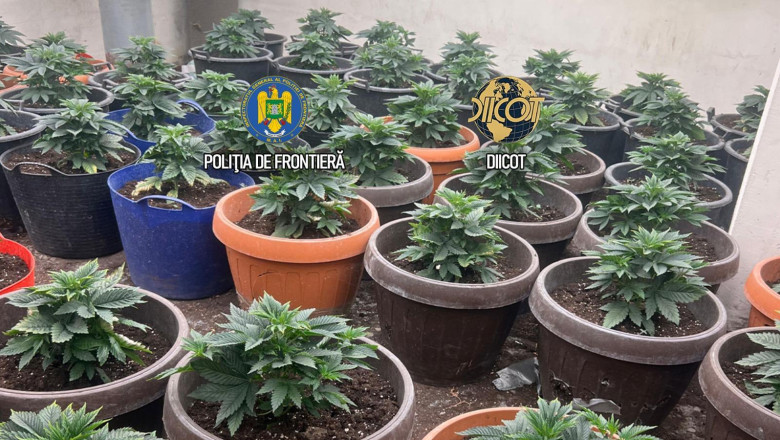 Cultura uriasa de canabis la ghiveci, descoperita langa Capitala. Semintele erau aduse din Olanda prin posta